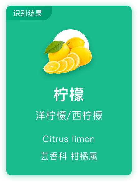 柠檬植物识别结果